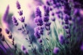 Selective focus on lavender flower in flower garden, lavender flowers lit by sunlight. Generative AI Royalty Free Stock Photo