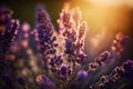 Selective focus on lavender flower in flower garden, lavender flowers lit by sunlight. generative AI Royalty Free Stock Photo