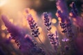 Selective focus on lavender flower in flower garden, lavender flowers lit by sunlight. Generative AI Royalty Free Stock Photo