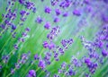 Selective focus on the lavender flower in the flower garden - lavender flowers Royalty Free Stock Photo