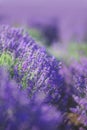 Selective focus on lavender flower in flower garden Royalty Free Stock Photo
