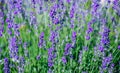 Selective focus on the lavender flower in the flower garden - lavender flowers Royalty Free Stock Photo