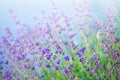 Selective focus on the lavender flower in the flower garden - lavender flowers Royalty Free Stock Photo