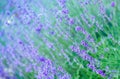 Selective focus on the lavender flower in the flower garden - lavender flowers Royalty Free Stock Photo