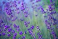 Selective focus on the lavender flower in the flower garden - lavender flowers Royalty Free Stock Photo