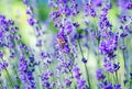 Selective focus on the lavender flower in the flower garden - lavender flowers Royalty Free Stock Photo