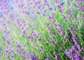 Selective focus on the lavender flower in the flower garden - lavender flowers Royalty Free Stock Photo