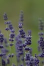 Selective focus Lavender flowers at sunset rays, Blooming Violet fragrant lavender flower summer landscape. Growing Lavender,