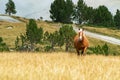 Selective Focus - Leader of herd of wild horses in the Andorran Pyrenees enjoying the wildlife Royalty Free Stock Photo