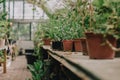 Selective focus on leaves of tropical plant seedlings on the inner passage of a greenhouse full of flowers Royalty Free Stock Photo