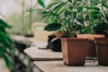 Selective focus on leaves of tropical plant seedlings on the inner passage of a greenhouse full of flowers Royalty Free Stock Photo