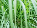 Selective focus of lemongrass growing healthily on the ground Royalty Free Stock Photo