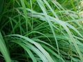 Selective focus of lemongrass growing healthily on the ground