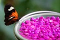 Selective focus of a Lepidoptera with violet stones on the plate with blurred background Royalty Free Stock Photo
