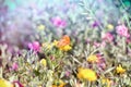 Selective focus on little butterfly on yellow flower