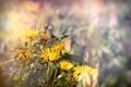 Selective focus on little butterfly on yellow flower Royalty Free Stock Photo