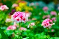 Selective focus of little pink and white daisy flower vibrant color with leaves background Royalty Free Stock Photo