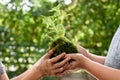 Young boy play with soil and seedling Royalty Free Stock Photo