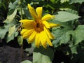 Selective focus little sunflower, Yellow flower in garden