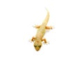 Selective focus lizard isolated on white background Royalty Free Stock Photo