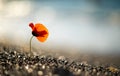 Selective focus. Lonely poppy flower on a pebble beach in background turquoise sea bokeh. Place for text. The concept of calmness