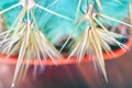 Selective focus, long yellow cactus spines.