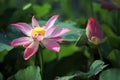 Selective focus lotus flower with pistil and insects flying around on flower