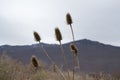 Selective focus low angle shot of thistles with a mountain in the background Royalty Free Stock Photo