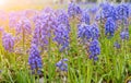 Selective focus of lupine garden