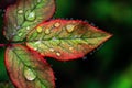 Abstract image of red and green leaves with water drops on them Royalty Free Stock Photo