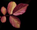 Red leaves with water drops on them Royalty Free Stock Photo