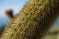 Selective focus of a macro cactus - perfect for background