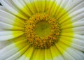 Macro close up multi colored vibrant image of a flower