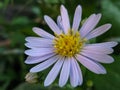 A selective focus macro close up multi colored vibrant image of a flower