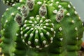 Macro image of a green cactus Royalty Free Stock Photo