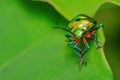Jewel bug with vibrant colors siting on a leaf Royalty Free Stock Photo