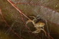 Macro image image of a spider siting on a brown leaf Royalty Free Stock Photo
