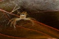 Macro image image of a spider siting on a brown leaf Royalty Free Stock Photo
