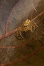 Macro image image of a spider siting on a brown leaf Royalty Free Stock Photo