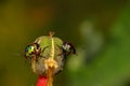 Macro image of a pair of tiny jewel bug siting on a flower bud