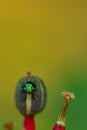 Macro image of a tiny jewel bug siting on a flower bud Royalty Free Stock Photo