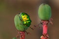 A tiny jewel bug siting on a flower bud Royalty Free Stock Photo