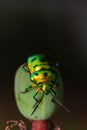 A tiny jewel bug siting on a flower bud Royalty Free Stock Photo