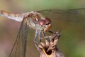 Selective focus macro view of a dragonfly Royalty Free Stock Photo