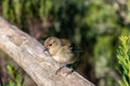 Fanal - Selective focus on Madeiran chaffinch bird standing on wooden railing. Blurred green background