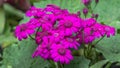 Selective focus of Magenta colour daisy flowers pericallis hybrid Royalty Free Stock Photo