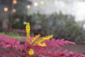 Selective focus of Mahonia japonica, A species of flowering plant in the family Berberidaceae, Yellow flower of Berberis
