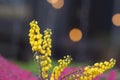 Selective focus of Mahonia japonica, A species of flowering plant in the family Berberidaceae, Yellow flower