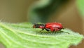 Malachite beetle on a leaf, Malachius Coccineus Royalty Free Stock Photo