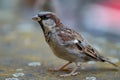 Selective focus on a male House Sparrow Passer domesticus on a stone wall. The male has a grey head plate, brown nape and Royalty Free Stock Photo